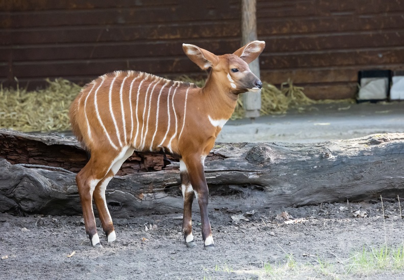 Jungtier Bongo-Antilope