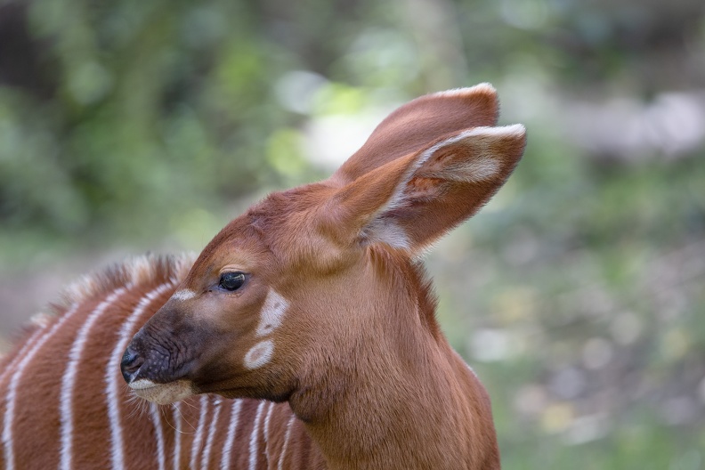Portrait weibliches Jungtier der ostafrikanischen Bongo-Antilope bongokalb_2133.jpg