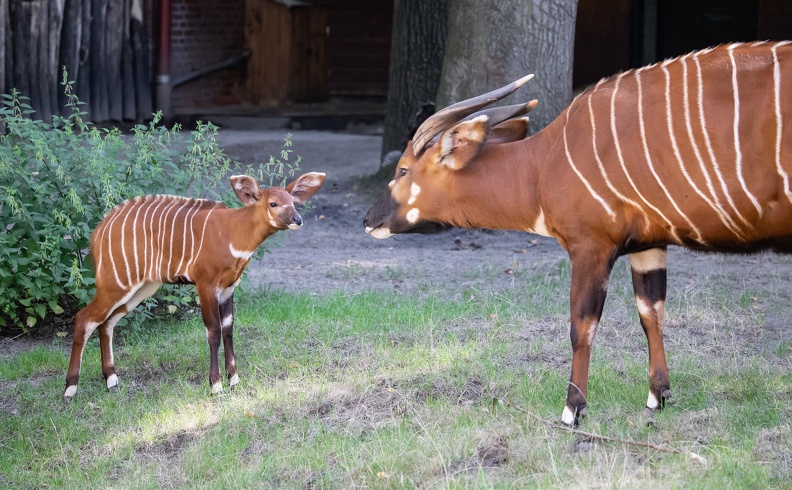 Ostafrikanische Bongos