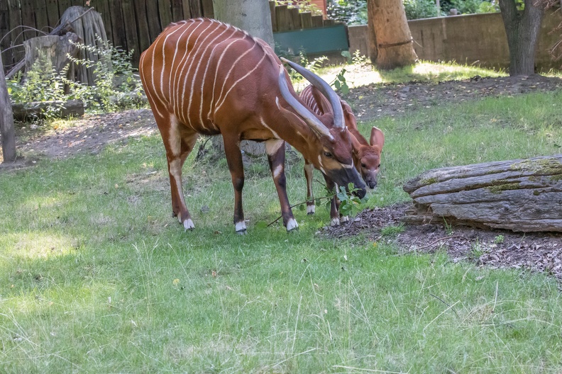 Ostafrikanische Bongo-Antilopen