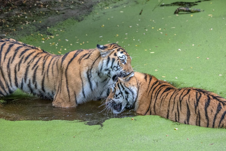 Tiger im Wasser