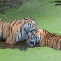 Tiger im Wasser