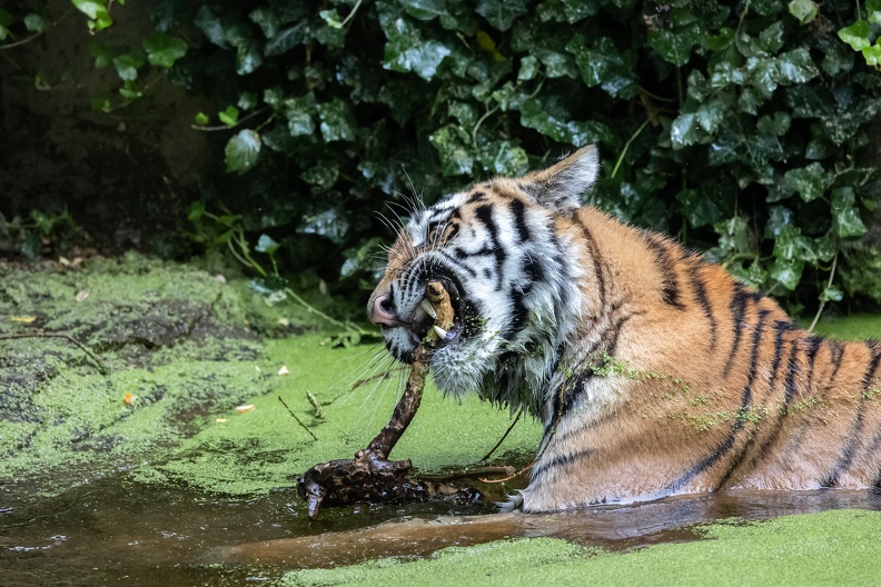 Tiger im Pool