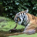 Tiger im Pool