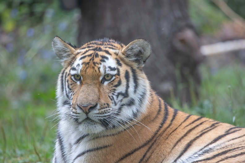 Tigerportrait 