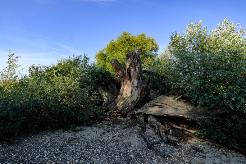 Vertrockneter Baum