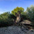 Vertrockneter Baum