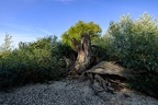 Vertrockneter Baum