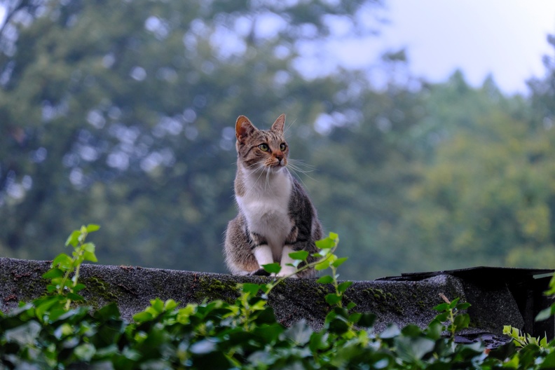 Vögel erregen die Aufmerksamkeit vieler Katzen und fallen ihnen auch immer wieder zum Opfer. DSCF5530.jpg