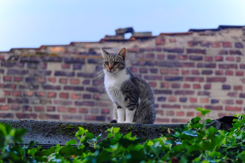 Katze auf dem Dach