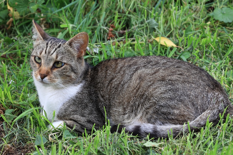 Katze im Garten