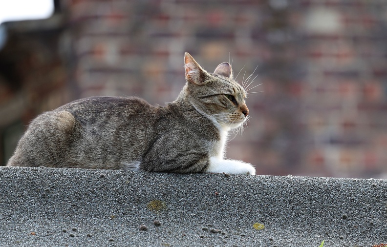 Sphinx auf dem Dach