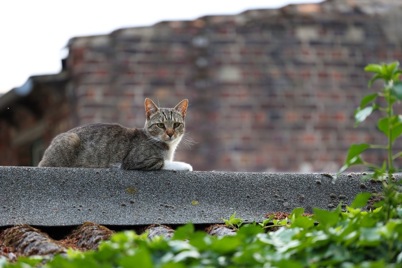 Katze auf dem Dach