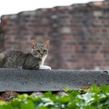 Katze auf dem Dach