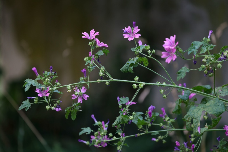 Malve im Sommer