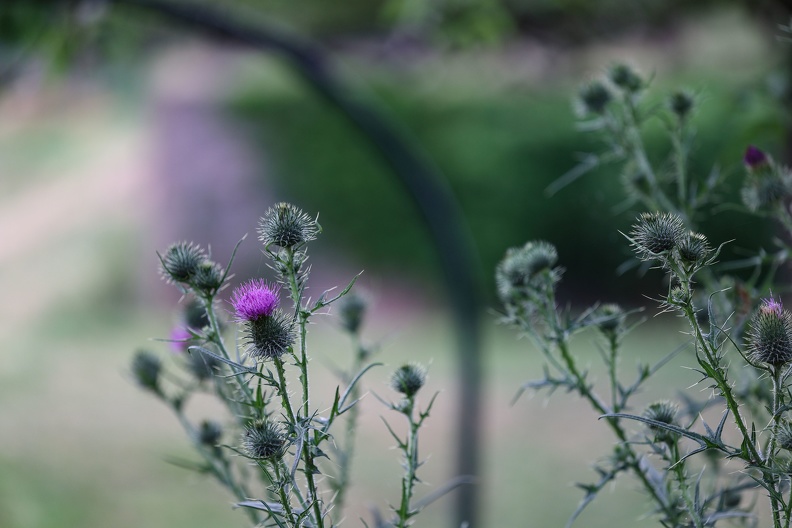 Distelblüte im Garten