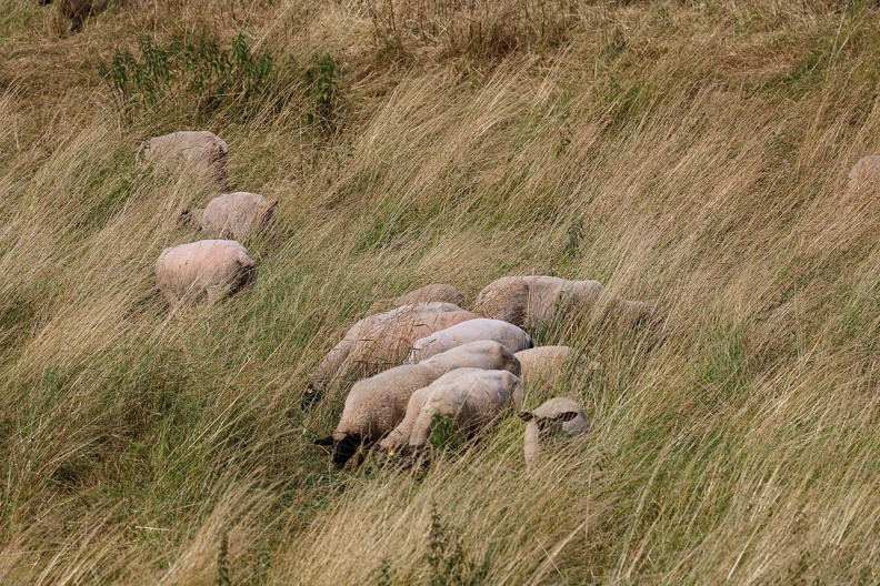 Schafe im Feld