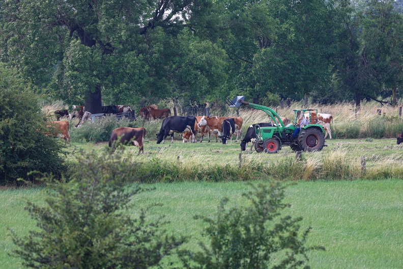 Die Kühe und der Bauer