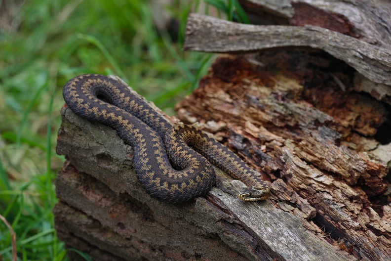 Vipera berus