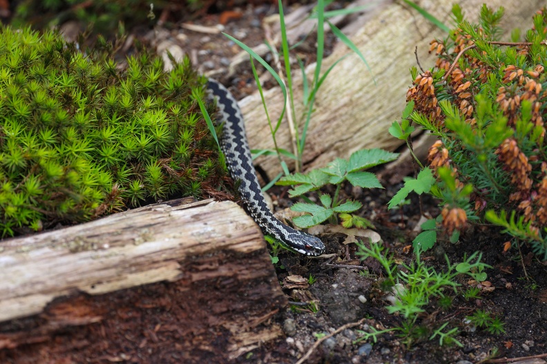 Männliche Kreuzotter