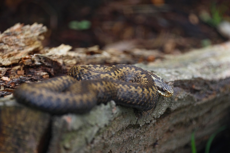 Blick der Kreuzotter