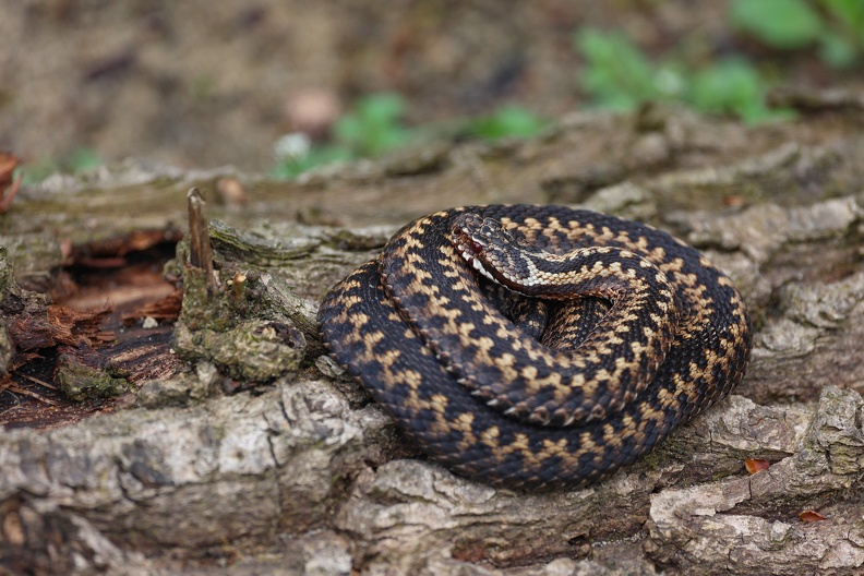 Kreuzottern Männchen