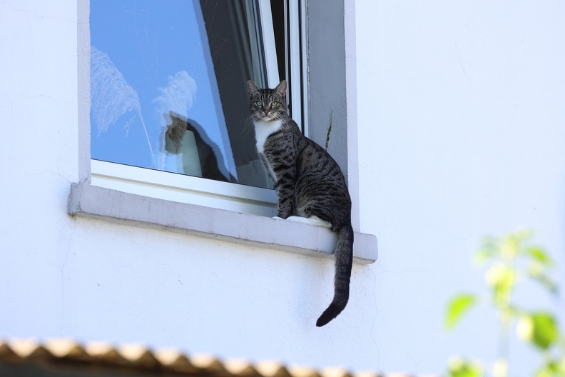 Katze auf der Fensterbank