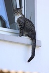 Katze am Fenster