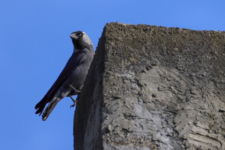Dohle am Schornstein