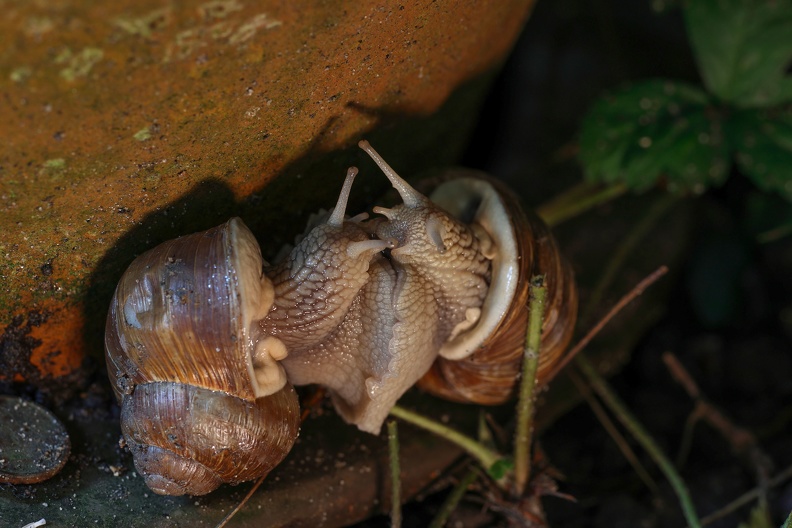 Liebespiel der Weinbergschnecke