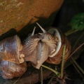 Liebespiel der Weinbergschnecke