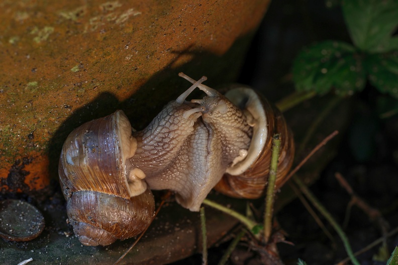 Paarung Helix pomatia 