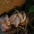 Paarung Helix pomatia 