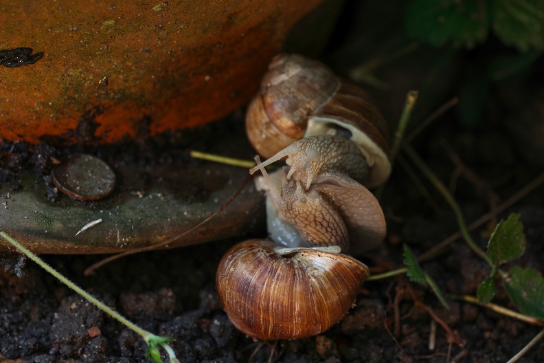 Die Schnecken purzeln bei der Paarung gern mal aus dem Blumenteller. Weinbergschnecken sind Zwitter, das heißt, jedes Tier produziert männliche und weibliche Keimzellen. Die Schnecken können sich jedoch nicht selbst befruchten. Es kommt vielmehr zu einem Liebesspiel zwischen zwei Tieren, bei dem sich beide Schnecken – Fuß an Fuß – gemeinsam aufrichten und sich gegenseitig etwa elf Millimeter lange so genannte Liebespfeile in ihre Körper treiben, die, mit einem stimulierenden Sekret bedeckt, den Paarungserfolg steigern. IMG_2890.JPG