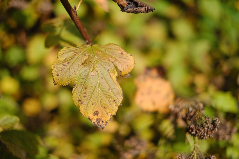 Herbstblatt