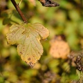 Herbstblatt