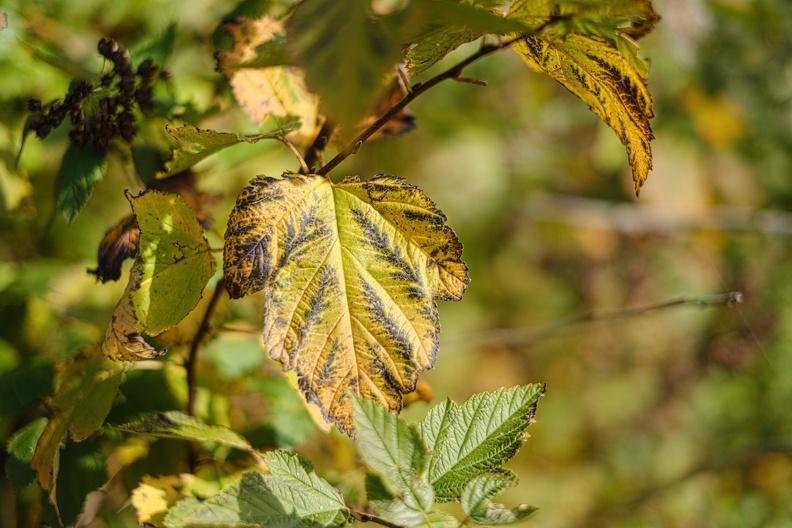 Herbstblatt