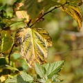 Herbstblatt